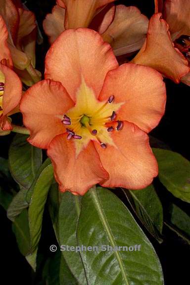 rhododendron brookeanum ssp kinabaluense 2 graphic